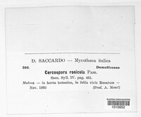 Rosisphaerella rosicola image